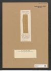 Amphora furcata Lend.-Fortm. (de-Toni-Nr.: Genus 36, Species 1630) Zeichnungen Sammlung Grunow Nr. 3111 (NHMW-BOT-W0370535)